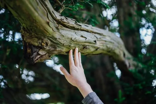 ecoute-nature