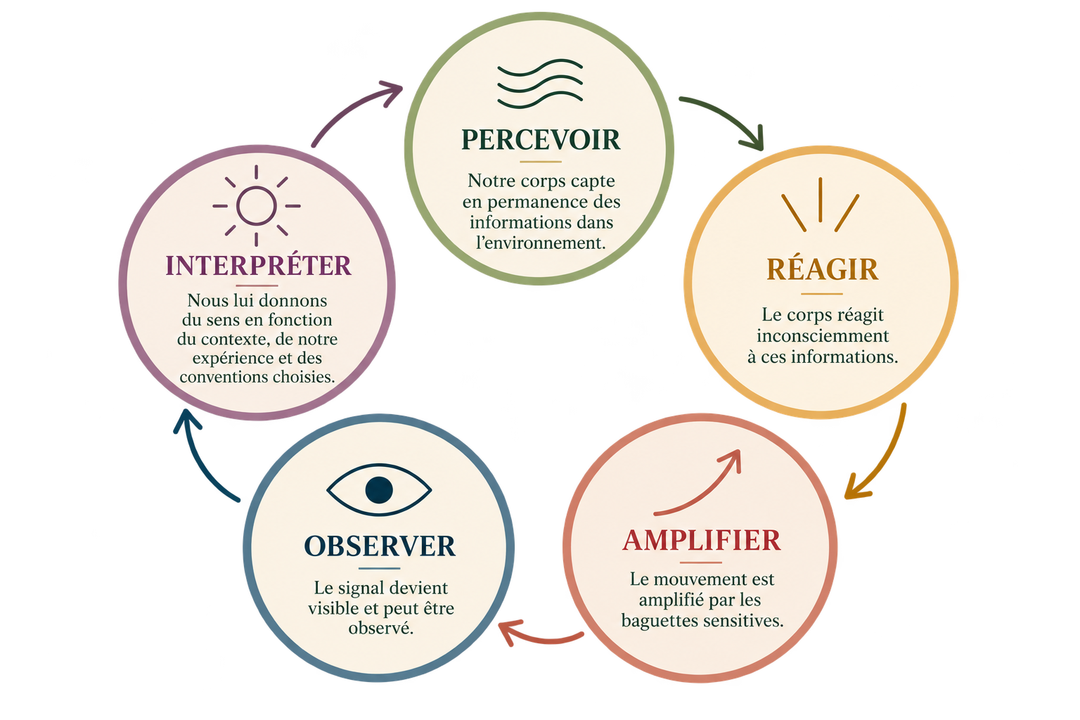 Cycle sensoriel – Percevoir, réagir, observer cycle sensoriel des res ressentis