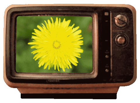 television-ressentis